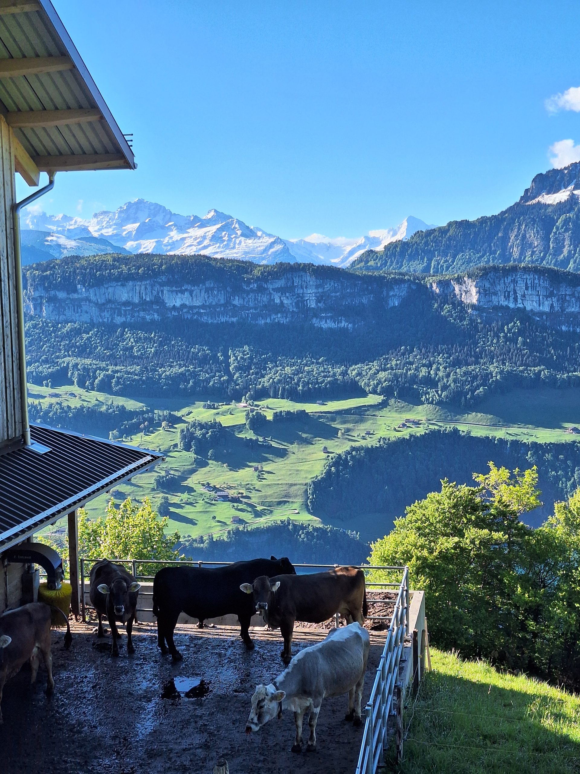 Rigi Hochflue (1698 m) – Südseite hoch, Leiter runter – Bild 4