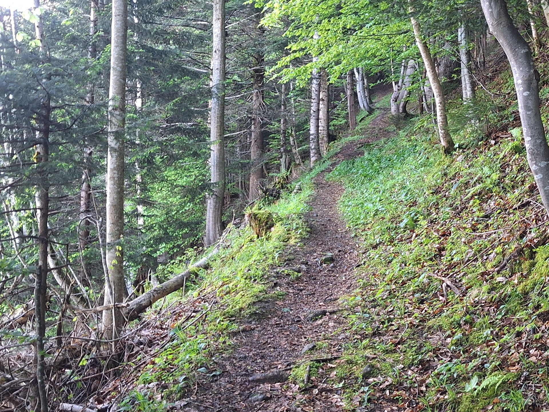 Rigi Hochflue (1698 m) – Südseite hoch, Leiter runter – Bild 6