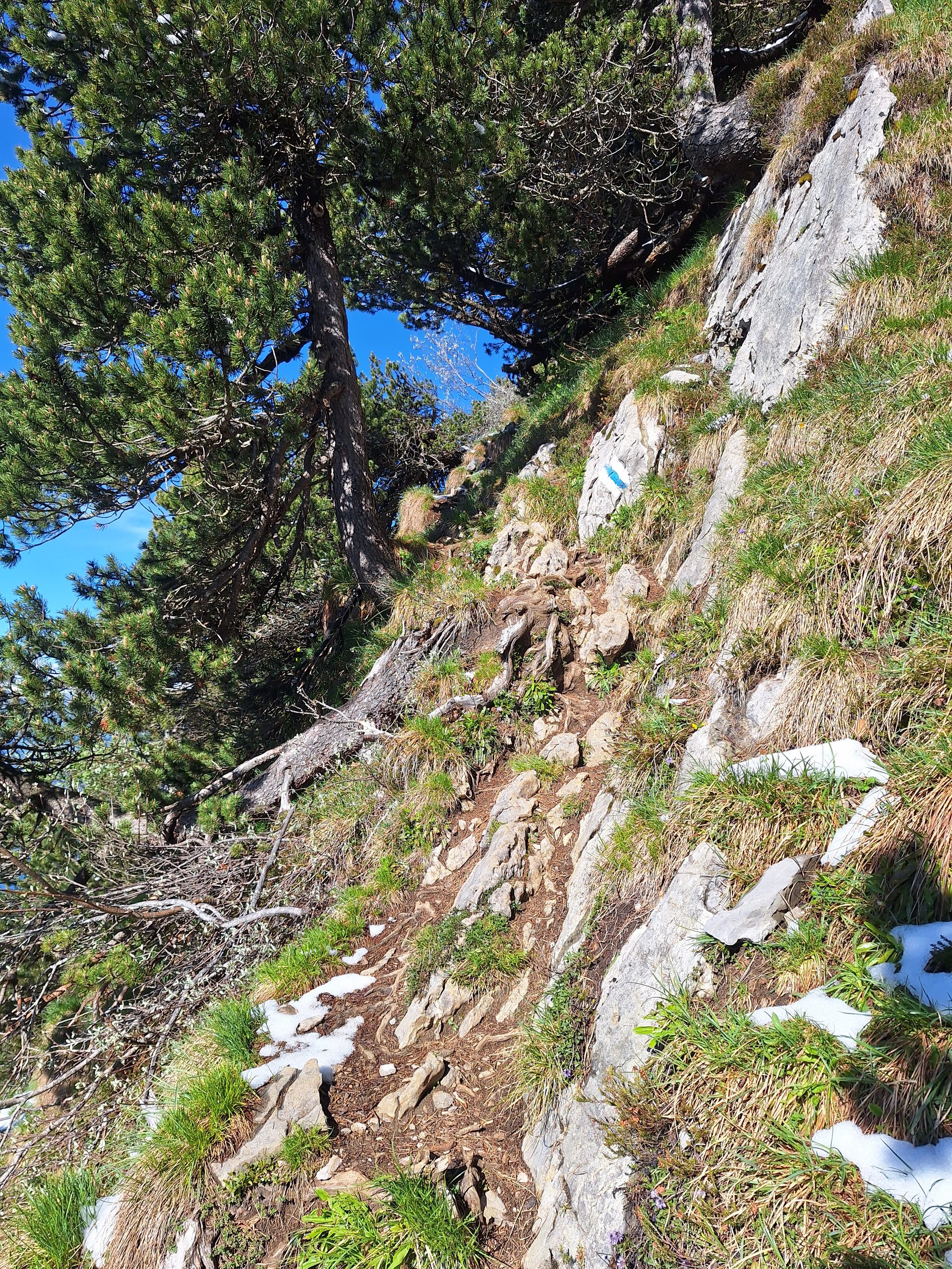 Rigi Hochflue (1698 m) – Südseite hoch, Leiter runter – Bild 13