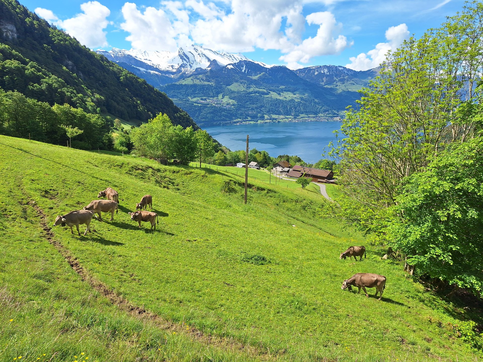 Rigi Hochflue (1698 m) – Südseite hoch, Leiter runter – Bild 26